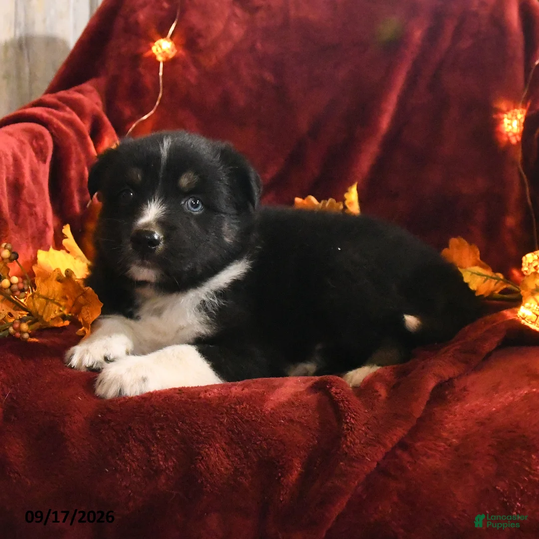 Mixed Breed dogs for sale: Teddy - Ad 2