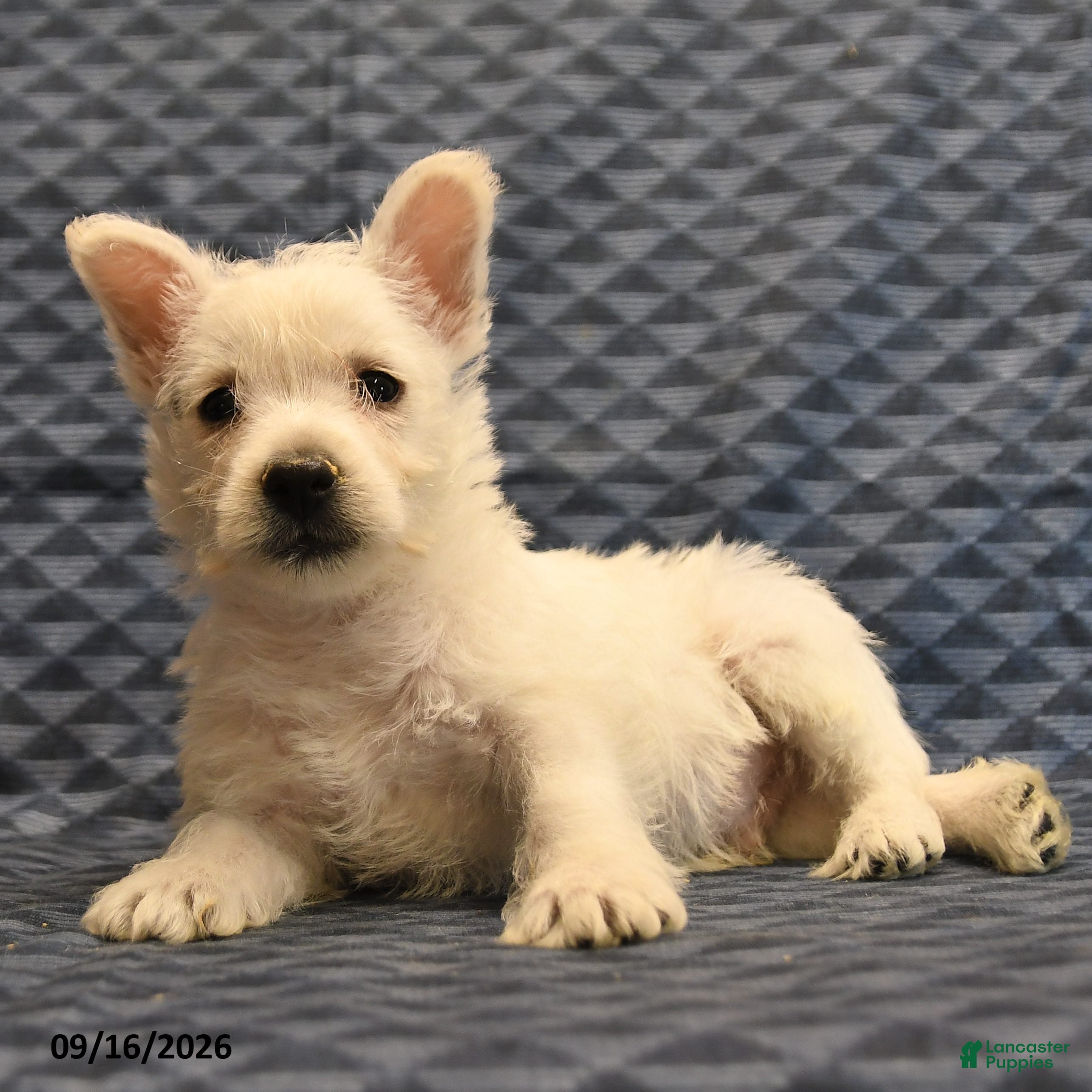 West Highland Terrier dogs Nolan - Ad 2