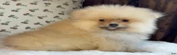 Pomeranian dogs for sale: Pomeranian Puppy Teddy - Ad 7