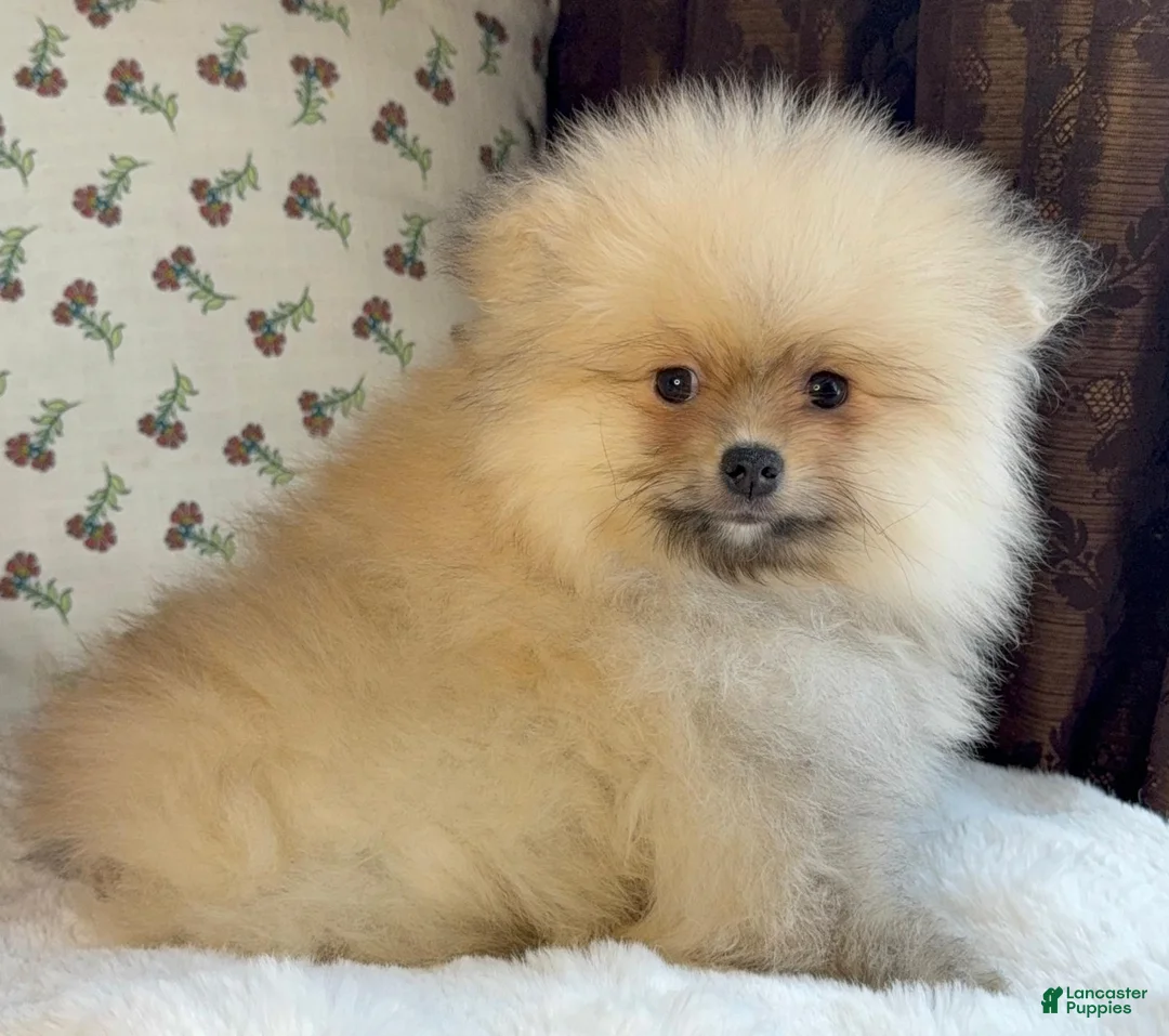 Pomeranian dogs for sale: Pomeranian Puppy Teddy - Ad 7