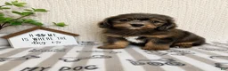 Mini Aussiedoodle dogs for sale: Arlo - Ad 5