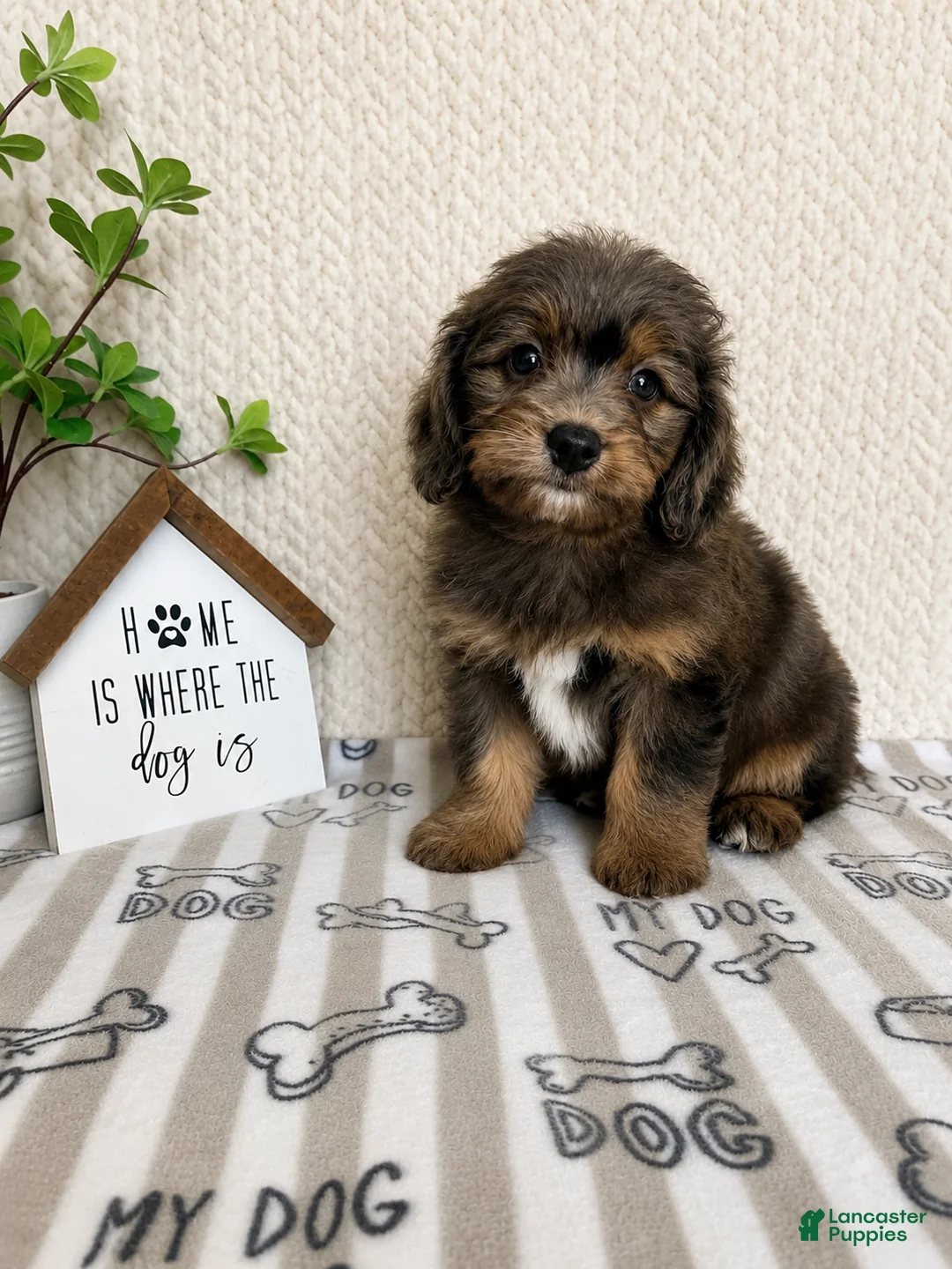 Mini Aussiedoodle dogs for sale: Arlo - Ad 5