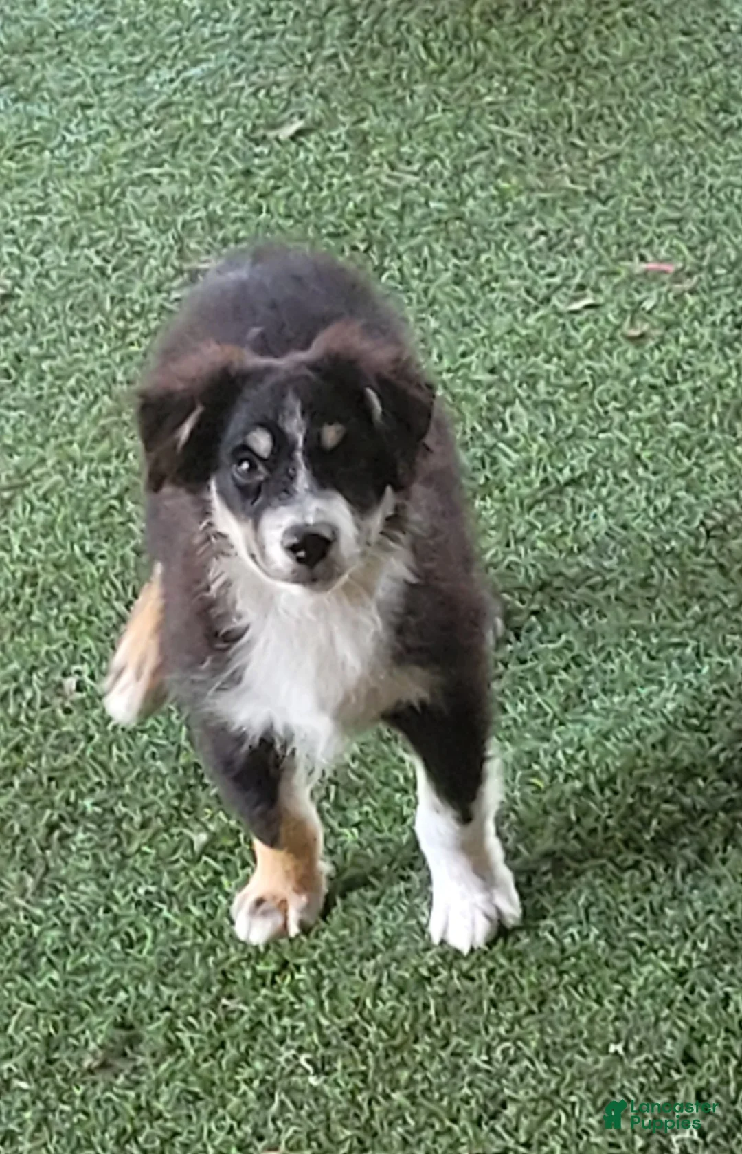 Gallery Image {{count}}