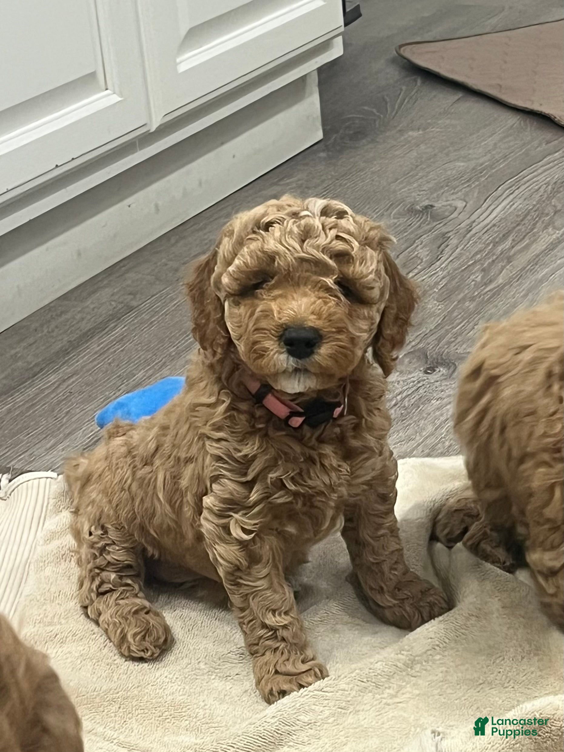 Mini Goldendoodle dogs Nova - Ad 1