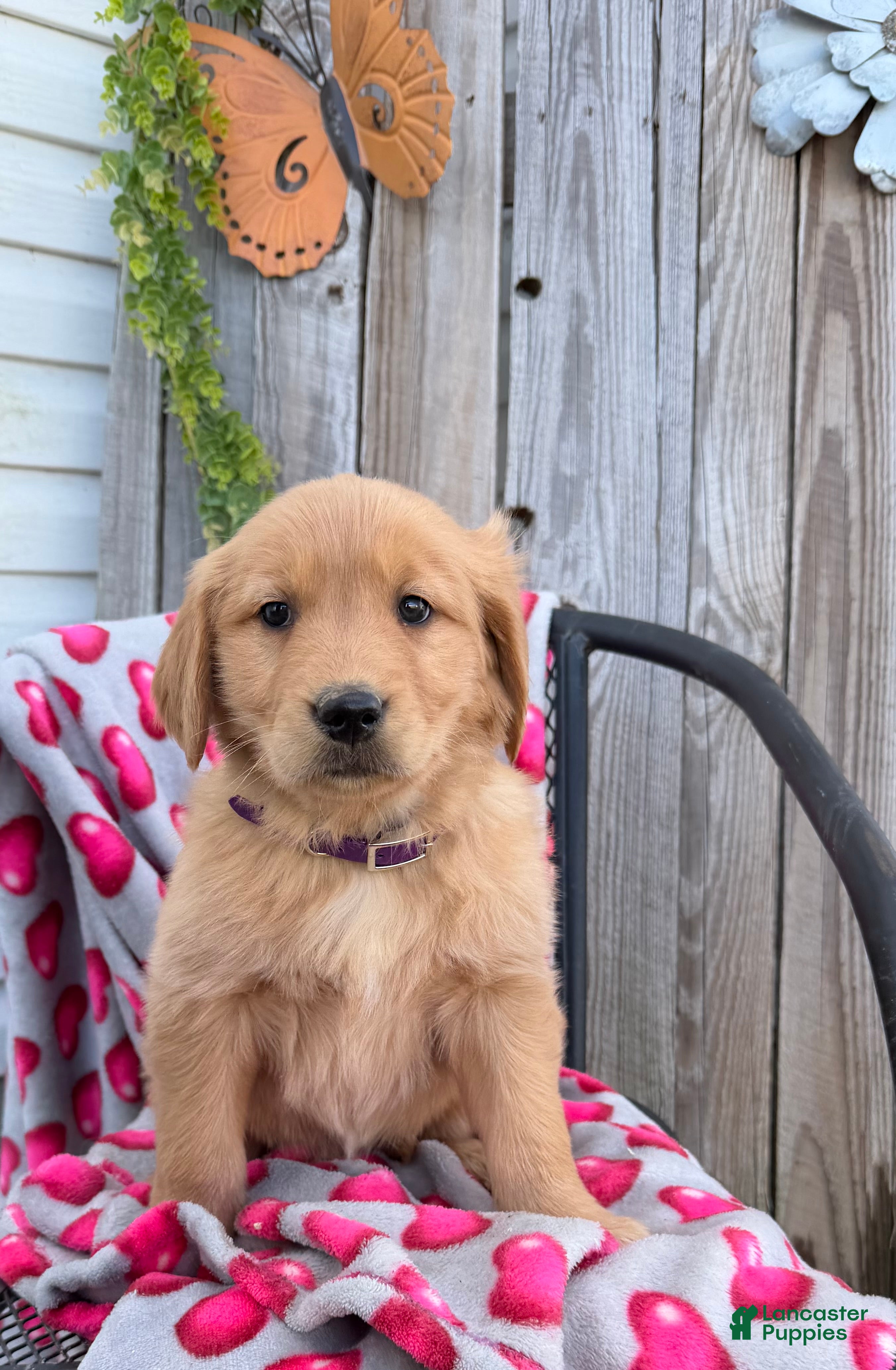 Golden Retriever dogs Angie - Ad 1