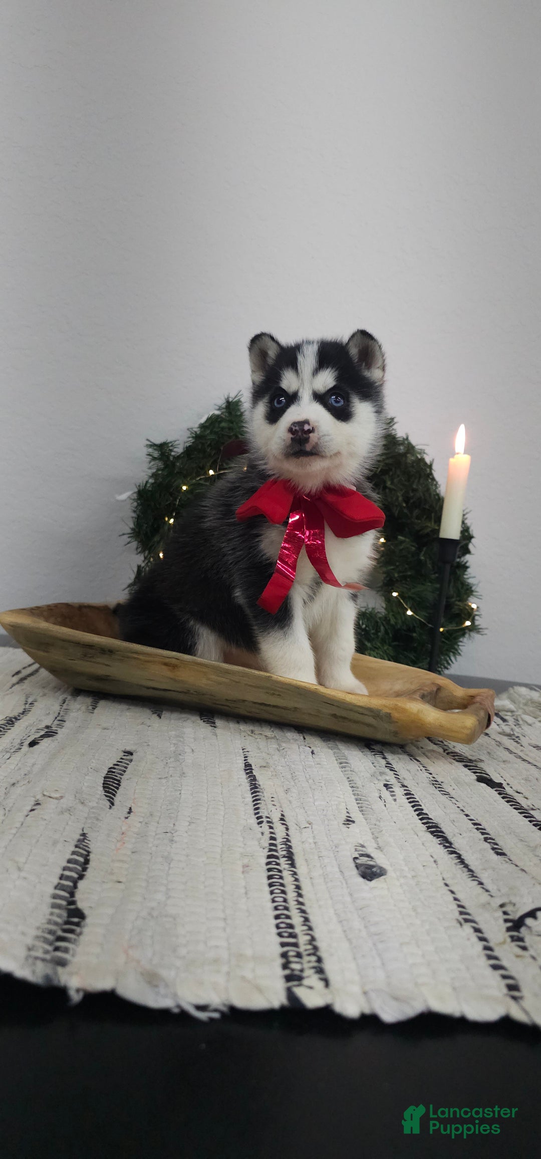 Siberian Husky dogs for sale: Archie - Ad 4