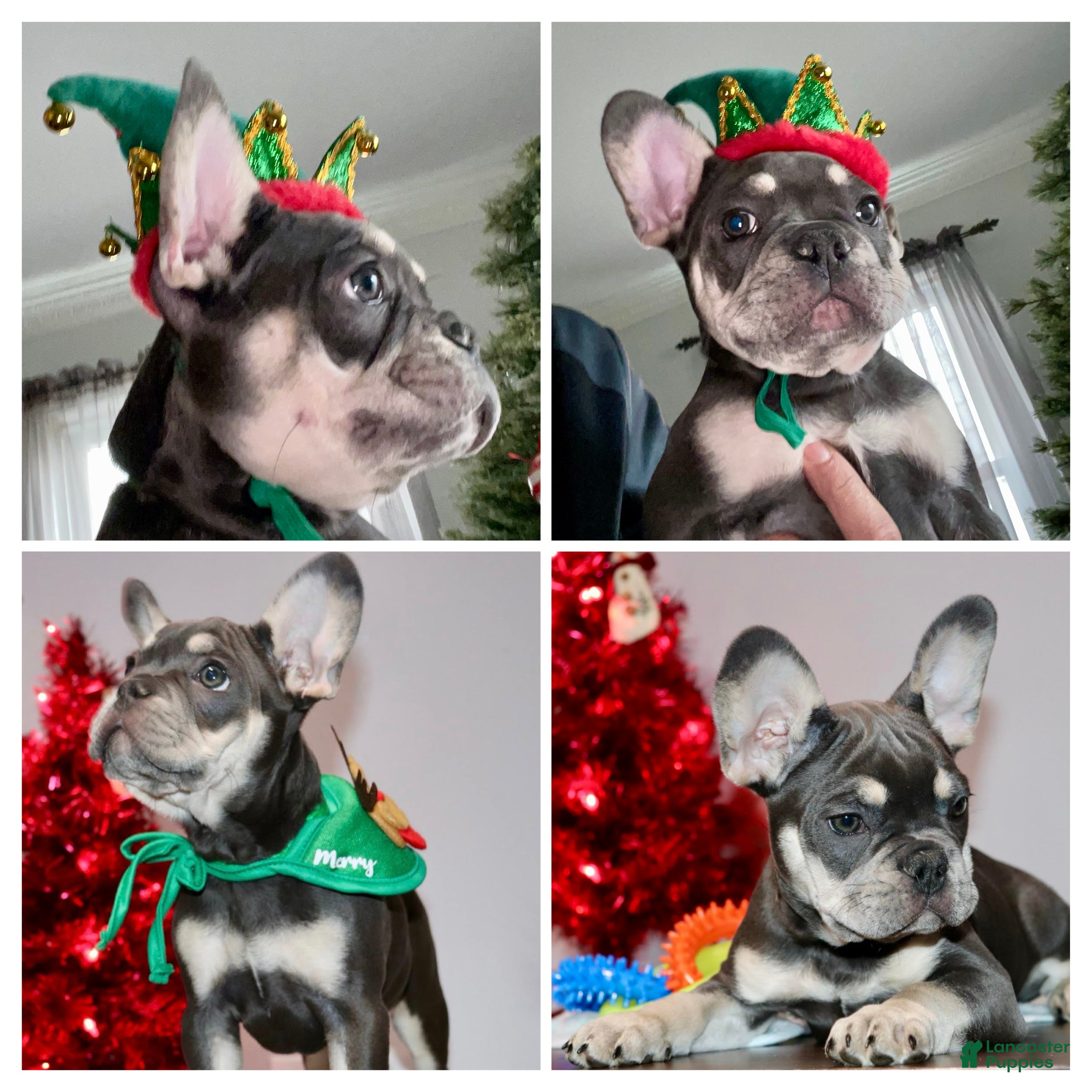 French Bulldog dogs Taz  - Ad 24