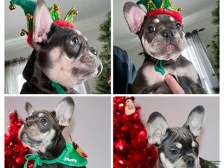 French Bulldog dogs Taz - Ad 41