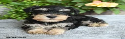 Miniature Schnauzer dogs for sale: Sharon - Ad 5