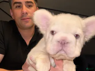 French Bulldog dogs for sale: Marshmellow - Ad 1