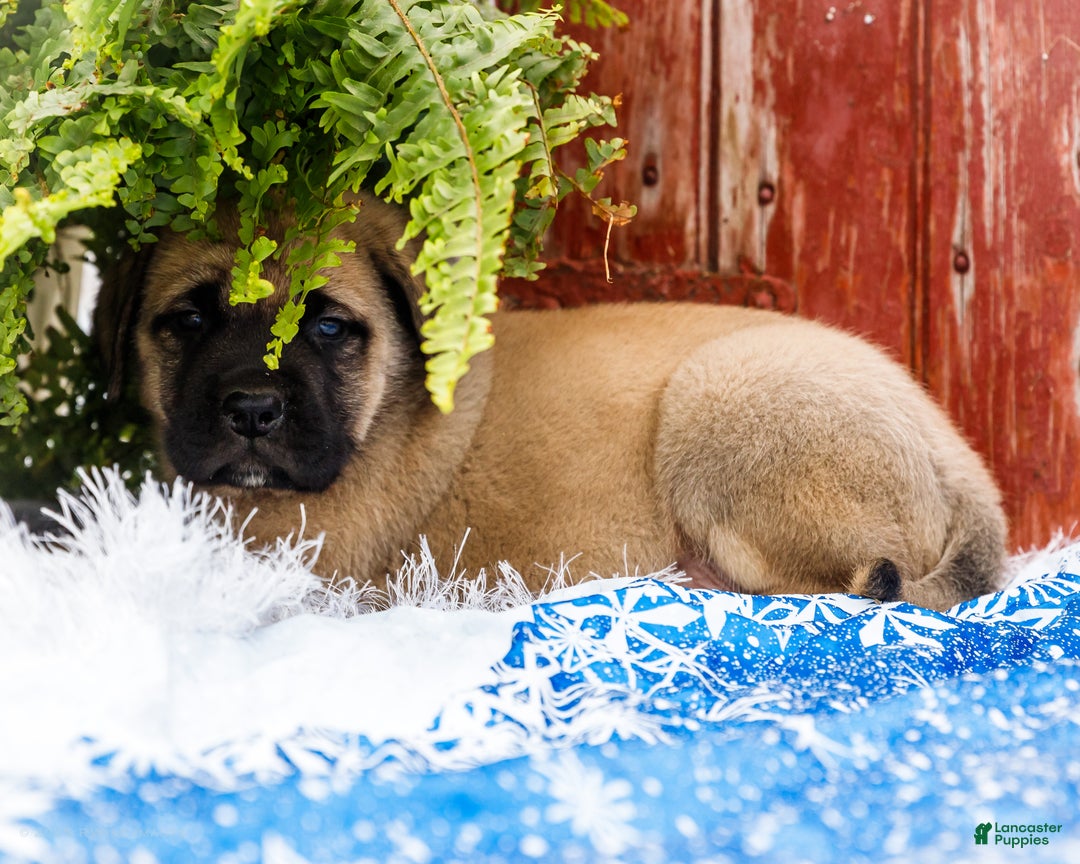 English Mastiff dogs for sale: Zeke - Ad 7