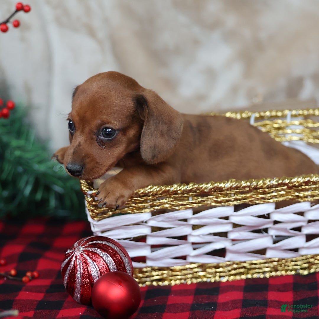 Miniature Dachshund dogs for sale: Sterling - Ad 2