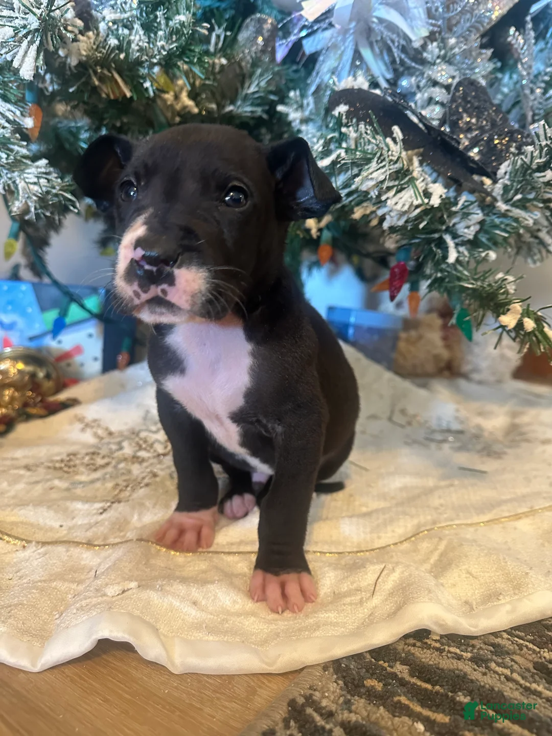 Great Dane dogs for sale: Great Dane Puppy 2 - Ad 3