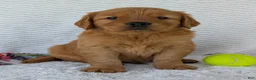 Golden Retriever dogs for sale: Charlie - Ad 3