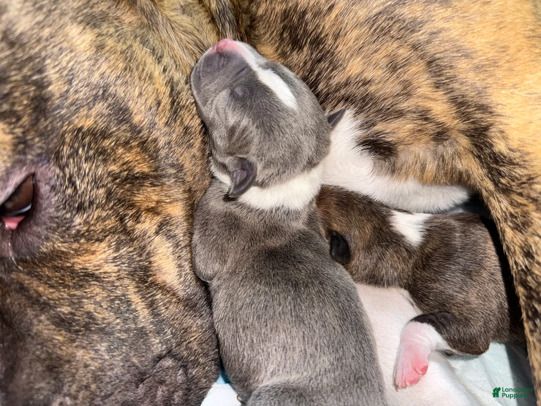 Mixed Breed dogs for sale: Nyx - Ad 1