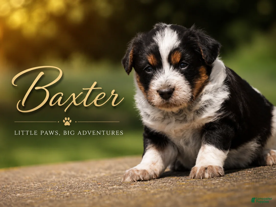 Mixed Breed dogs for sale: Baxter - Ad 1