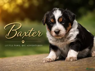Mixed Breed dogs Baxter - Ad 10