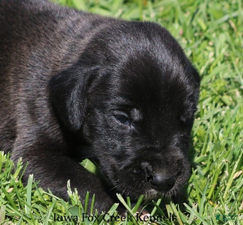 Great Dane dogs Max - Ad 18