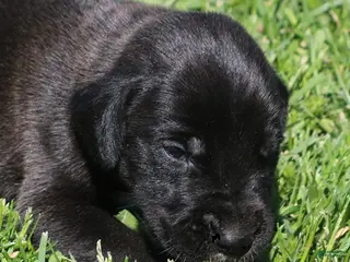 Great Dane dogs Max - Ad 18