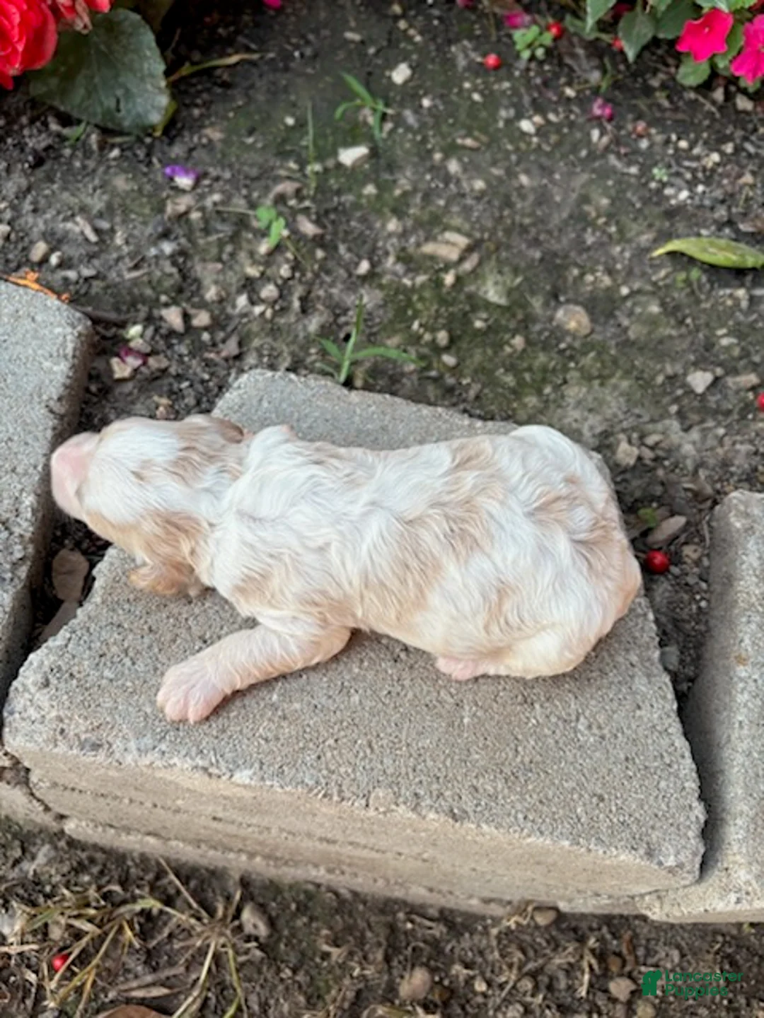 Cavapoo dogs for sale: Boy 5 - Ad 4