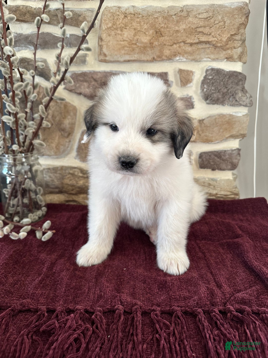 Great Pyrenees dogs for sale: AKC Avalanche - Ad 5