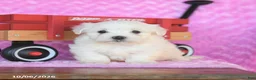 Maltese dogs for sale: Parker - Ad 2