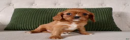 Cavalier King Charles Spaniel dogs for sale: Quincey - Ad 1