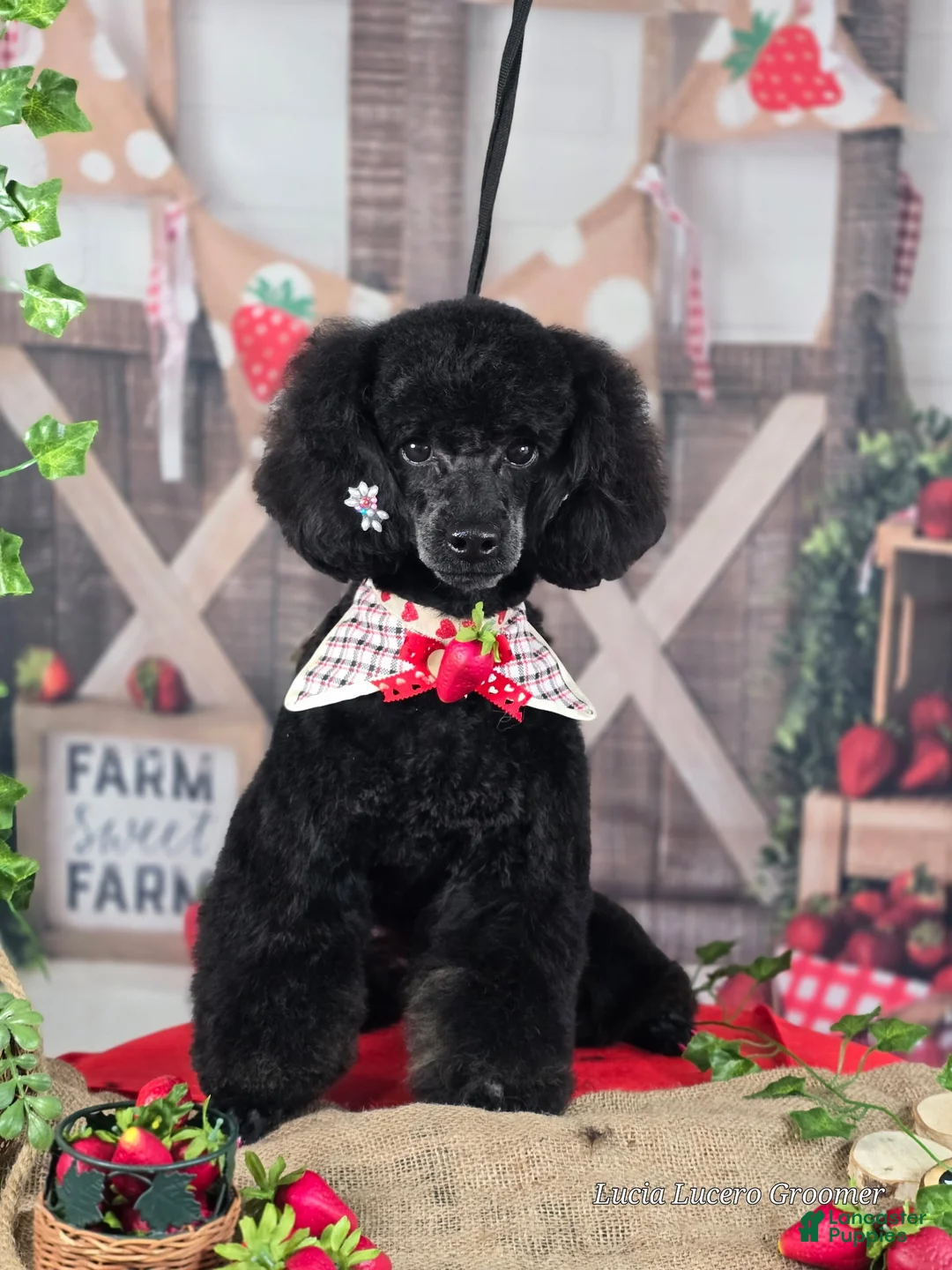 Miniature Poodle dogs for sale: Hershey - Ad 2