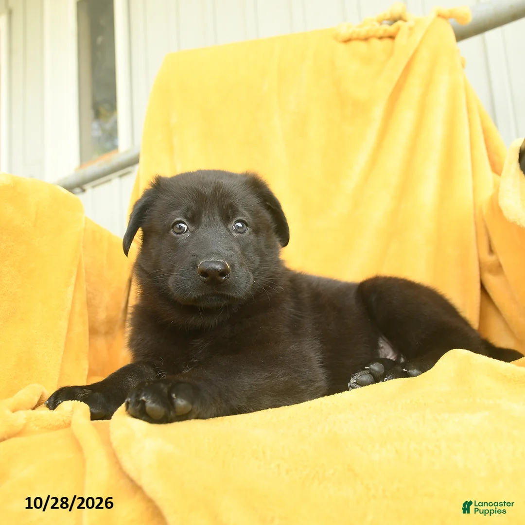 German Shepherd dogs for sale: Nahum  - Ad 2