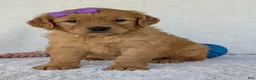 Golden Retriever dogs for sale: Miss Millie  - Ad 24