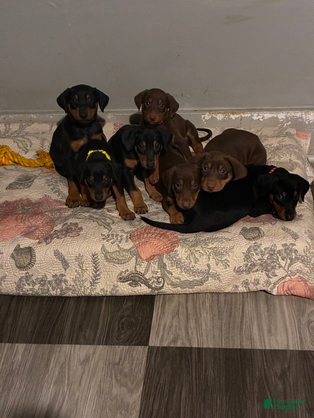 Doberman Pinscher dogs for sale: Doberman Pinscher Puppy 5 - Ad 3