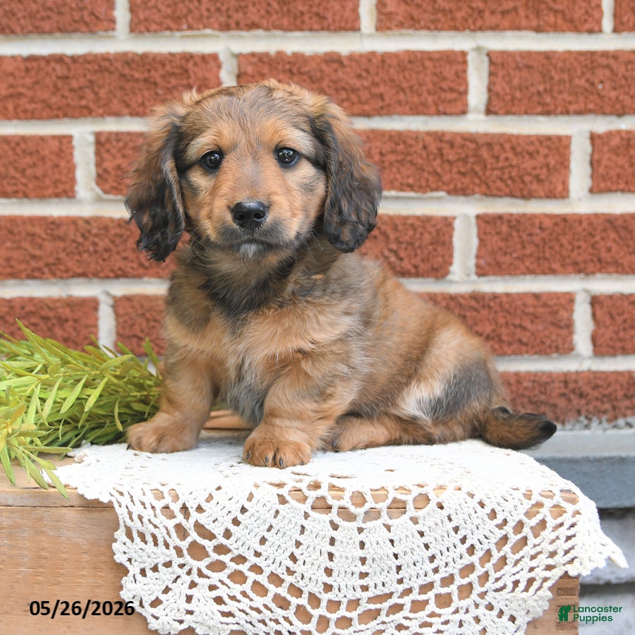 Miniature Dachshund dogs Jax - Ad 1