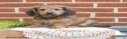 Miniature Dachshund dogs for sale: Jax - Ad 1