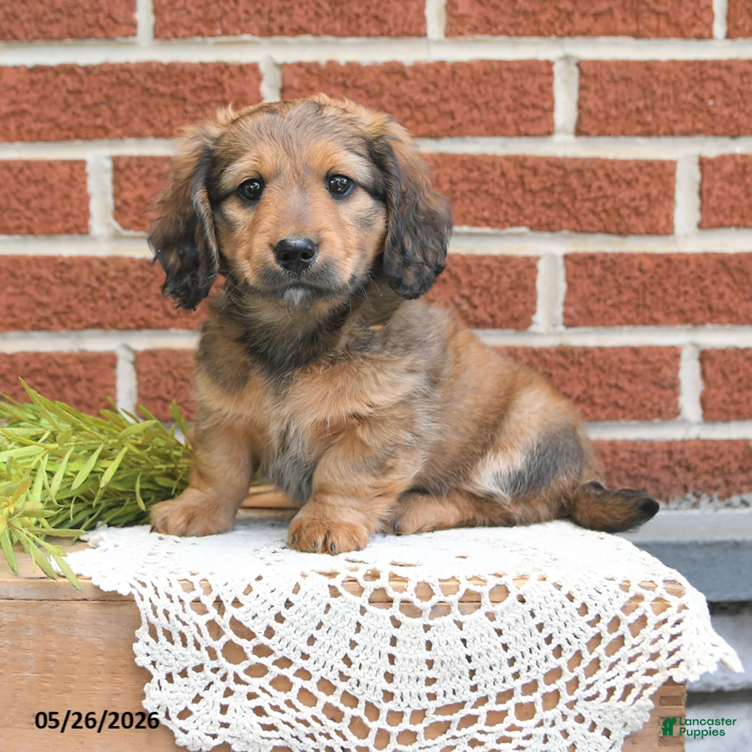 Miniature Dachshund dogs for sale: Jax - Ad 1