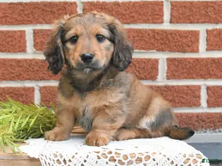 Miniature Dachshund dogs for sale: Jax - Ad 1
