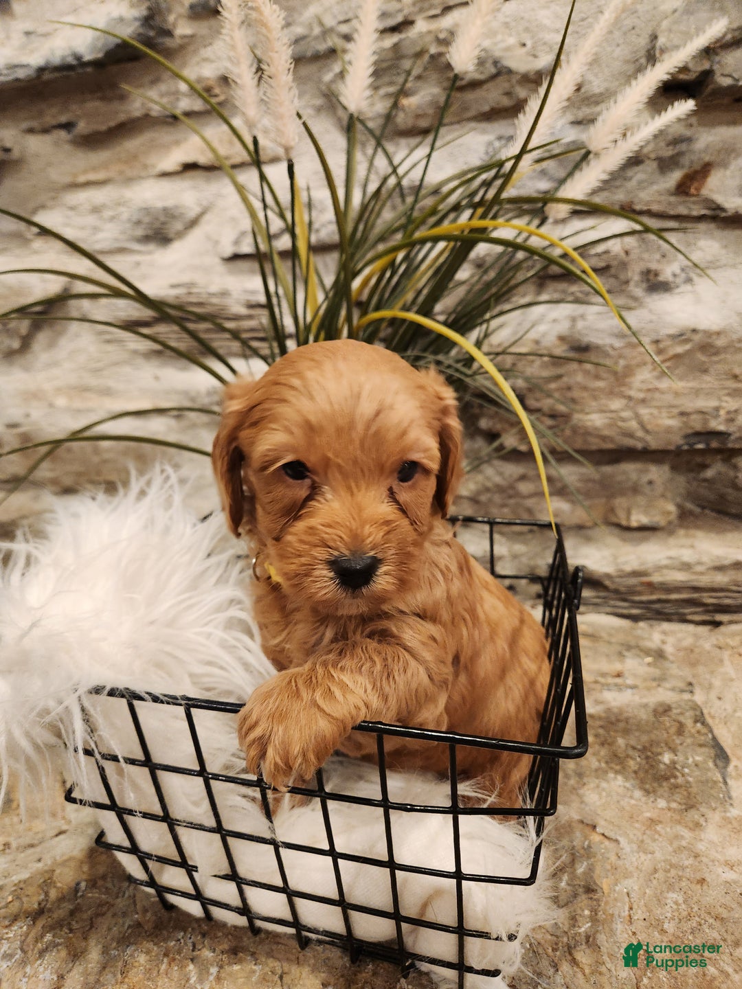 Mini Goldendoodle dogs for sale: JESSA - MINI GOLDENDOODLE LOVELY PUPPY (RICHLAND, PA) - F1BB - Ad 10