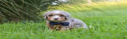 Mini Bernedoodle dogs for sale: Deadpool - Ad 3