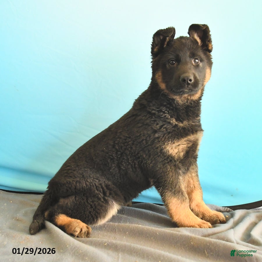 Gerberian Shepsky dogs Reva - Ad 2