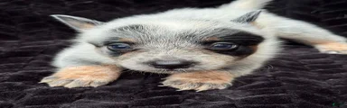 Australian Cattle Dog (Full Mask)