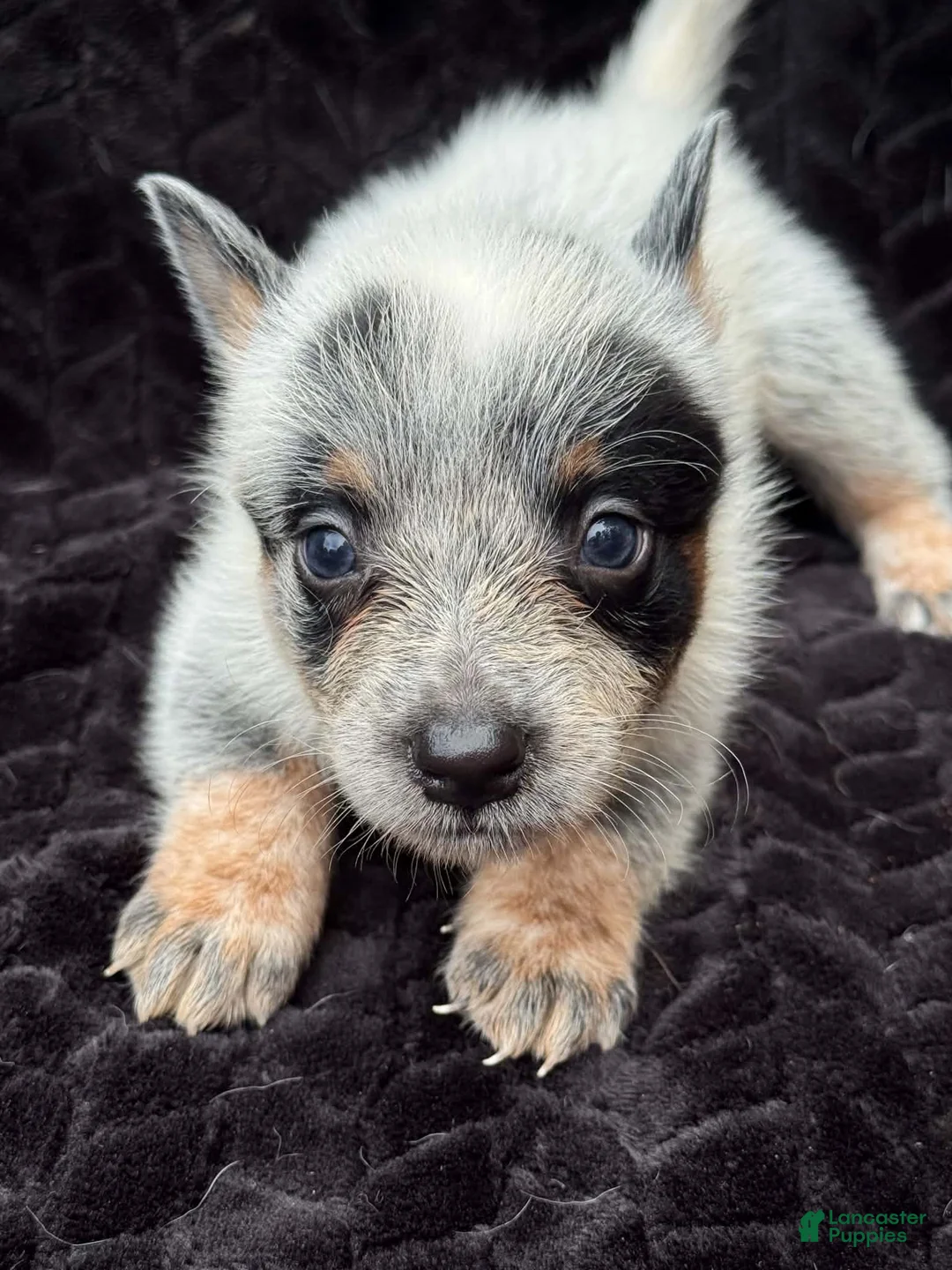 Australian Cattle Dog dogs for sale: Australian Cattle Dog (Full Mask) - Ad 1