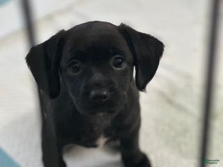 Mixed Breed dogs Buttons - Ad 19