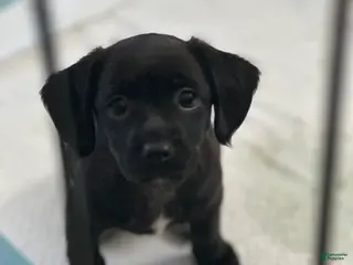 Mixed Breed dogs Buttons - Ad 18