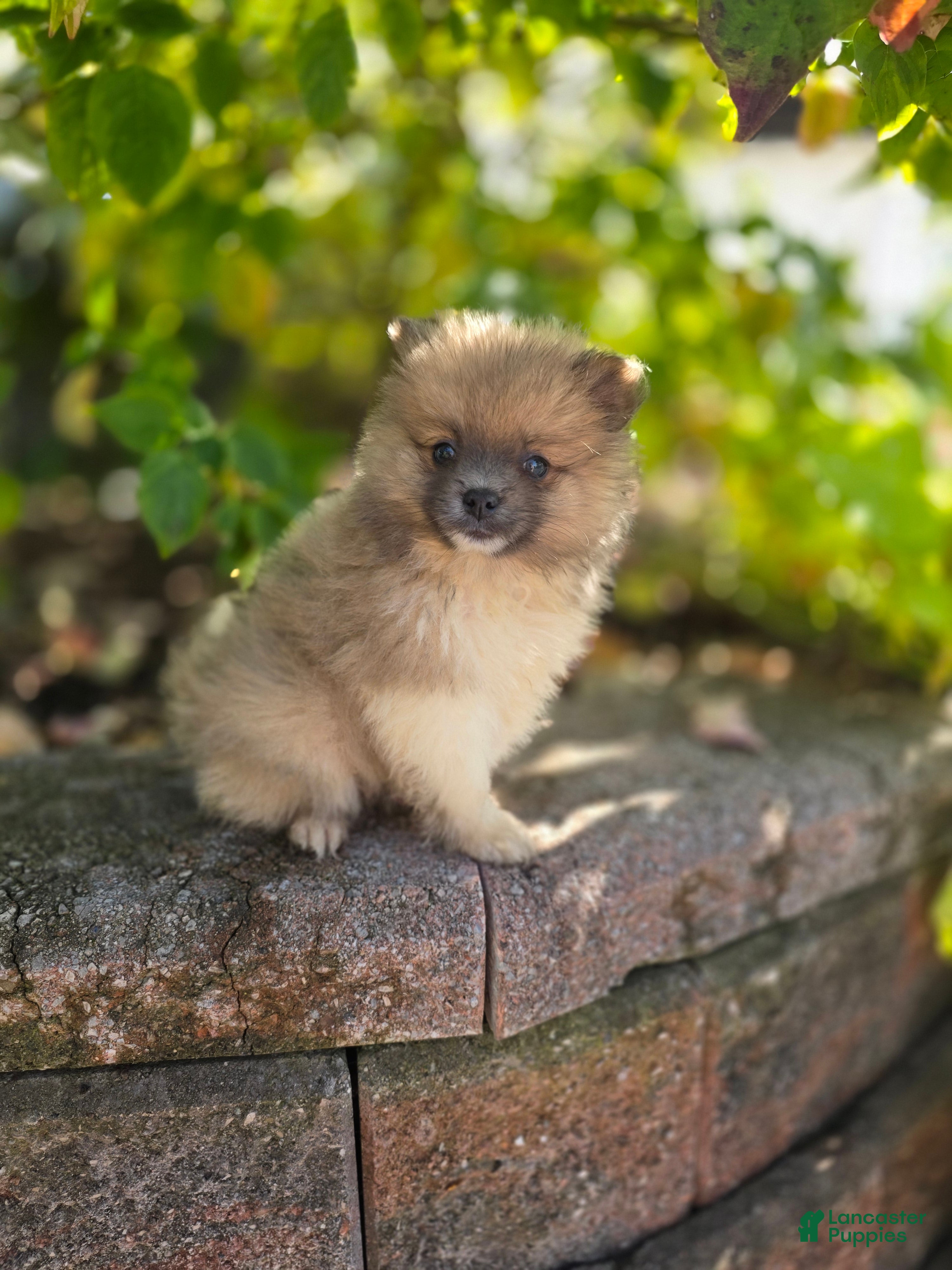 Pomeranian dogs Starlit- Tri Color - Ad 1