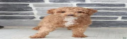 Cavapoo dogs for sale: Rupert - Ad 7