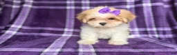 Lhasa Apso dogs for sale: Tessa - Ad 3