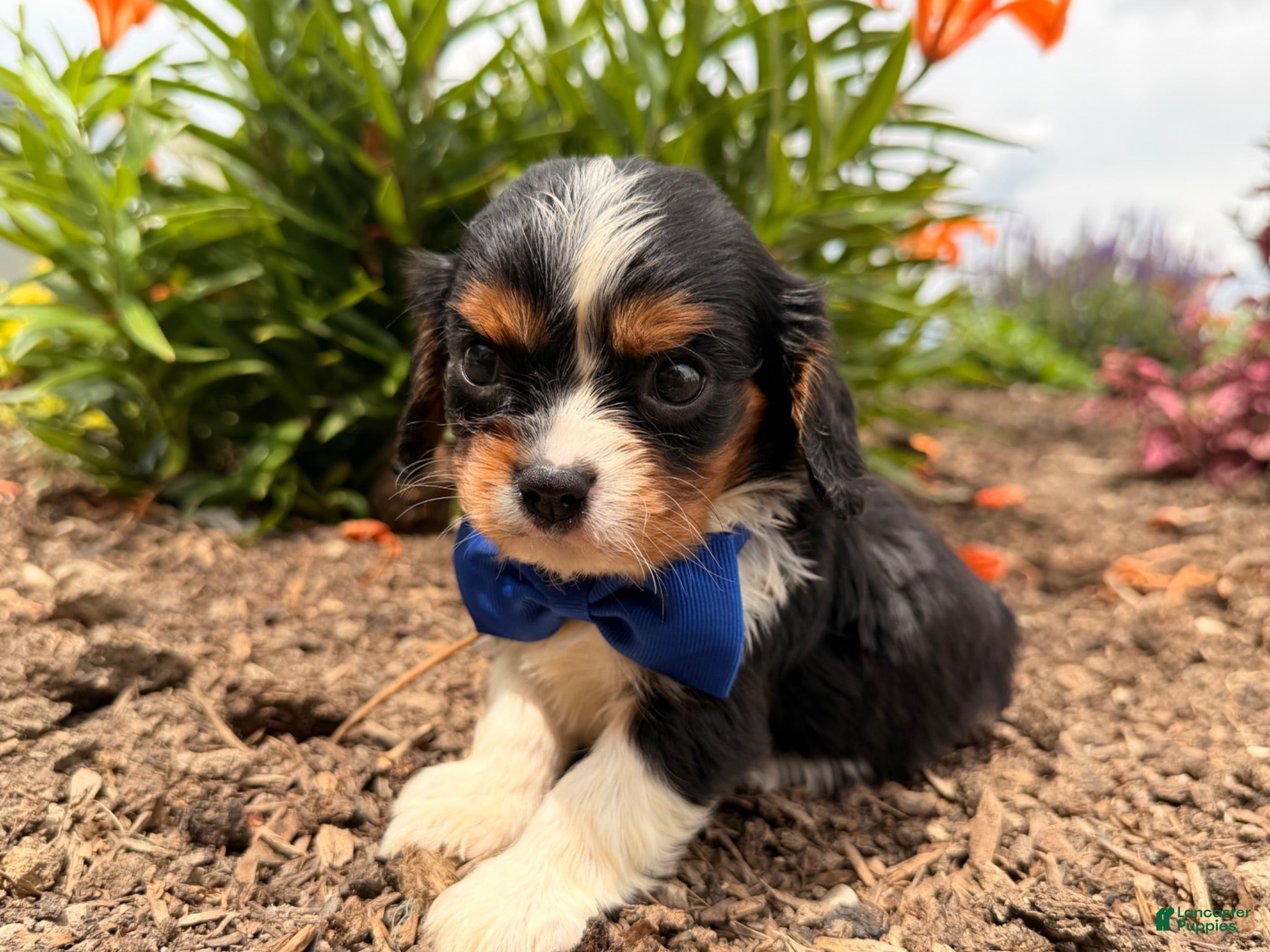 Cavalier King Charles Spaniel dogs Bo - Ad 1