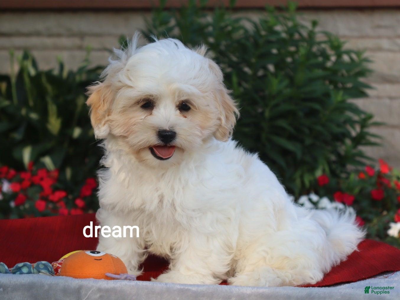Shihpoo dogs Kamry - Ad 1