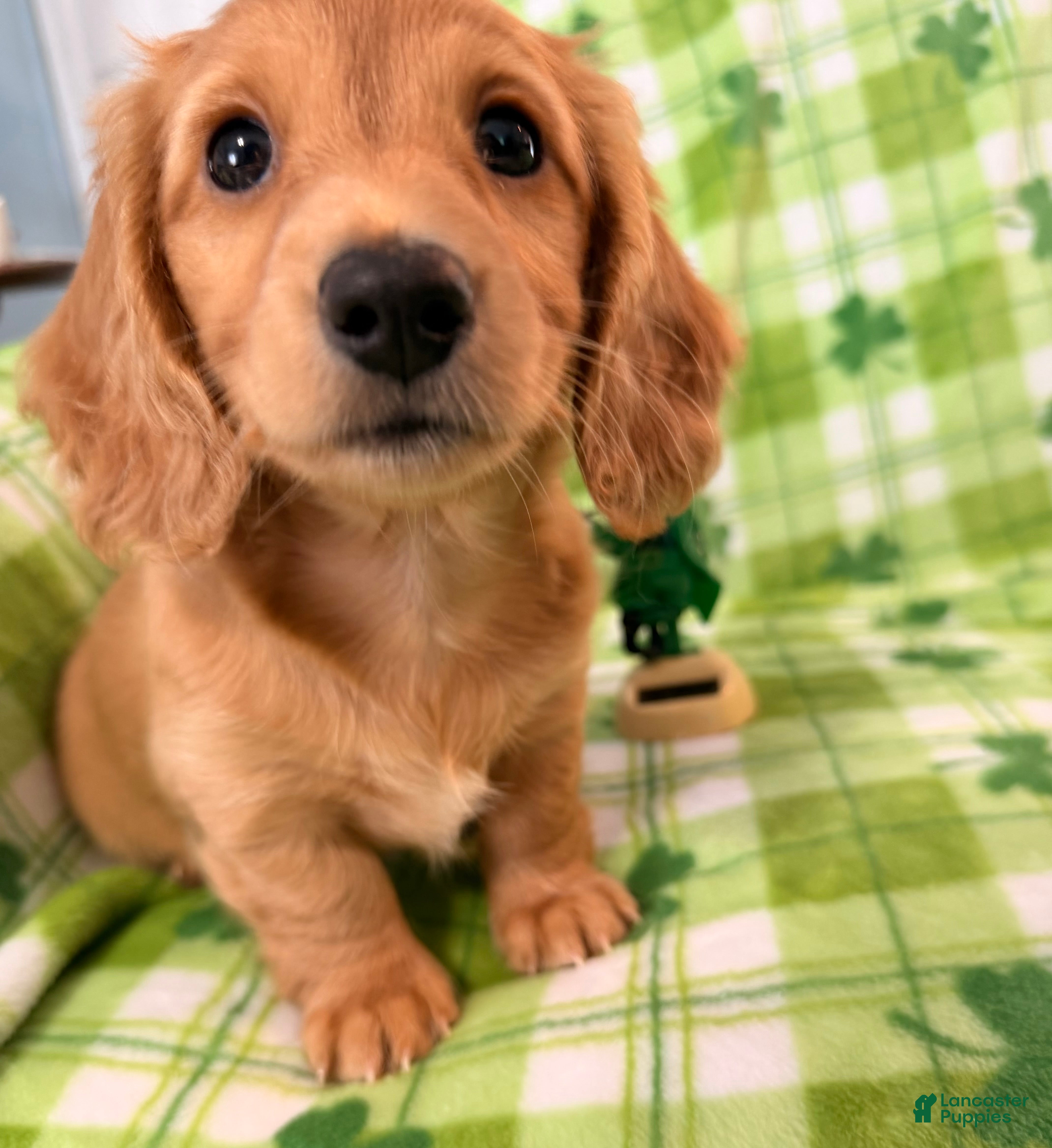 Dachshund dogs Dachshund Puppy 2 - Ad 39