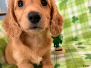 Dachshund dogs Dachshund Puppy 2 - Ad 39