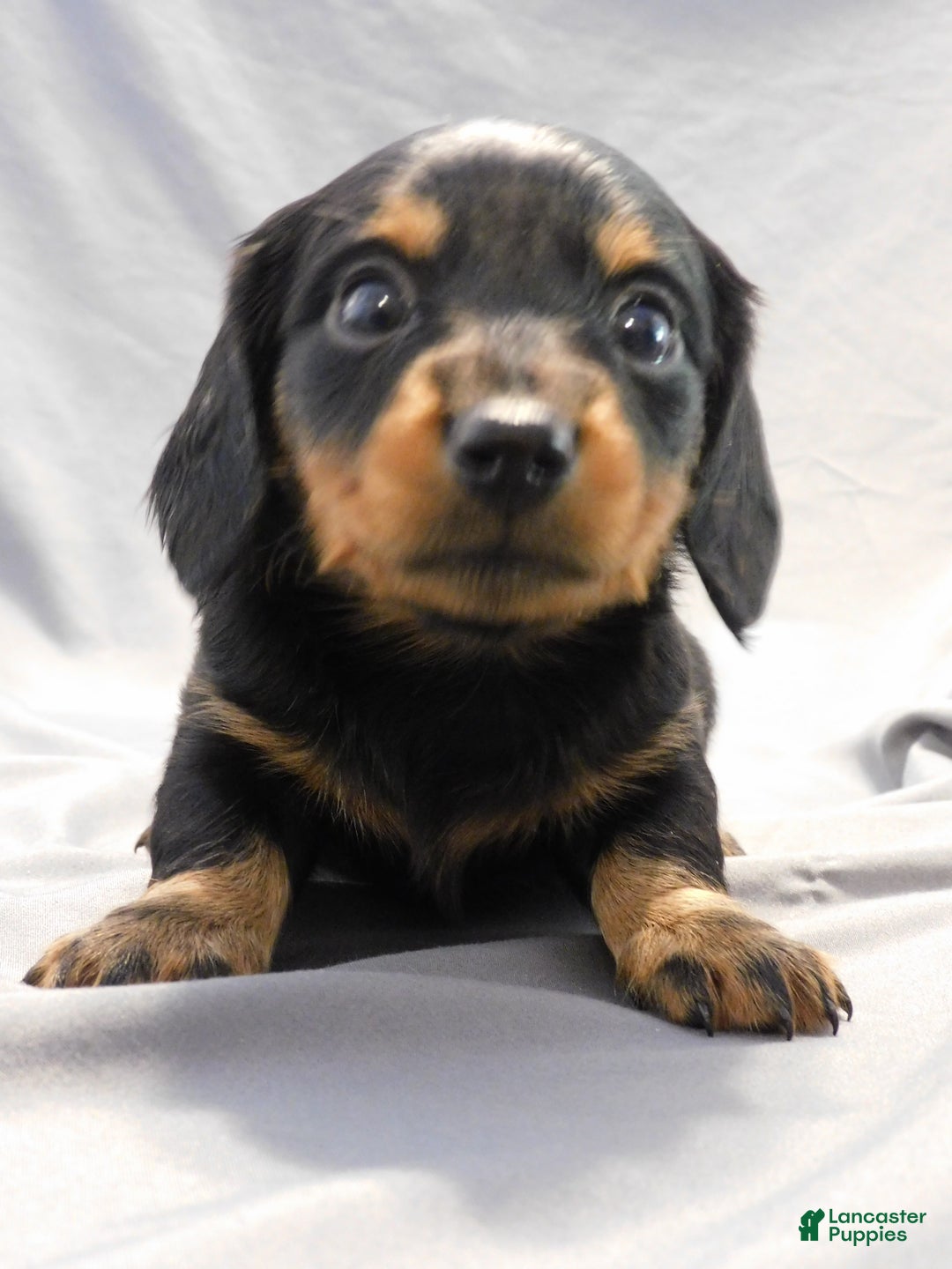 Miniature Dachshund dogs for sale: LMA's ChampionDoxie Snoop Dogg - Ad 29
